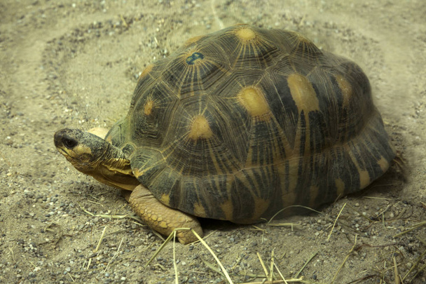 Лучевая черепаха (Astrochelys radiata) в зоопарке
. - Фото, изображение