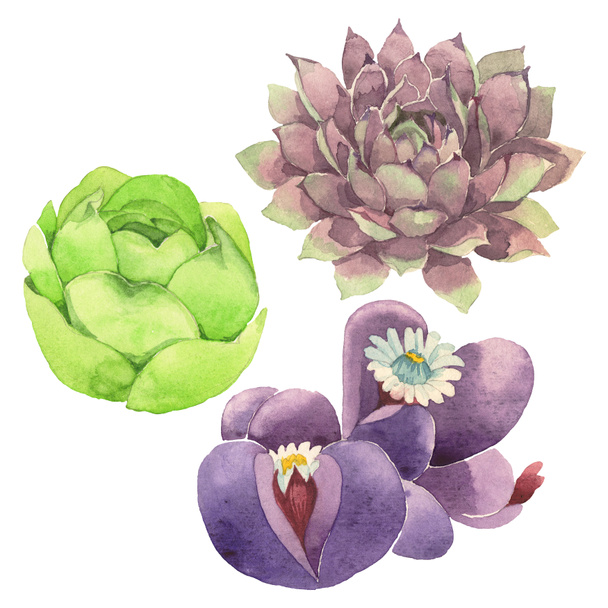 Succulent floral botanical flower. Wild spring leaf wildflower isolated. Watercolor background illustration set. Watercolour drawing fashion aquarelle isolated. Isolated cacti illustration element. - Fotografie, Obrázek