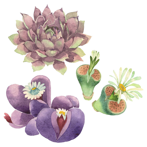 Succulent virágos virág botanikai. Vad tavaszi levél vadvirág elszigetelt. Akvarell háttér illusztráció meg. Akvarell rajz divat Aquarelle elszigetelt. Izolált kaktuszok, illusztrációs elem. - Fotó, kép