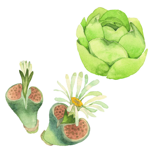 Succulent floral botanical flower. Wild spring leaf wildflower isolated. Watercolor background illustration set. Watercolour drawing fashion aquarelle isolated. Isolated cacti illustration element. - Фото, изображение