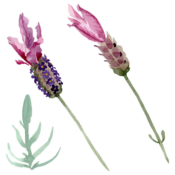 Purple lavender floral botanical flowers. Watercolor background set. Isolated lavender illustration element. - 写真・画像