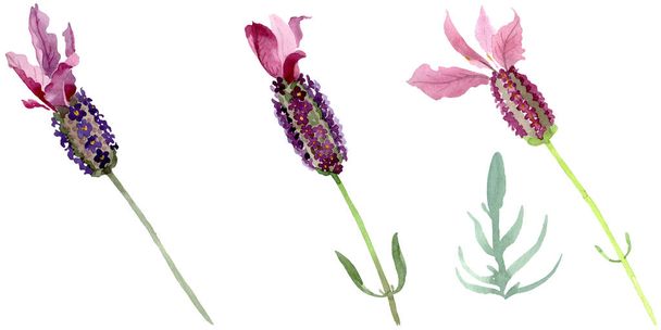 lila Lavendel blühende botanische Blumen. Aquarell Hintergrund Set vorhanden. isoliertes Lavendel-Illustrationselement. - Foto, Bild