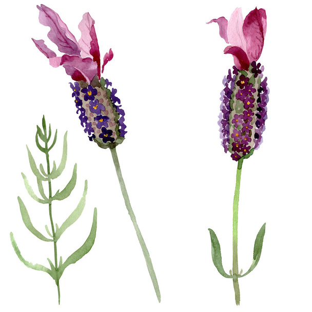 Purple lavender floral botanical flowers. Watercolor background set. Isolated lavender illustration element. - Foto, Imagen