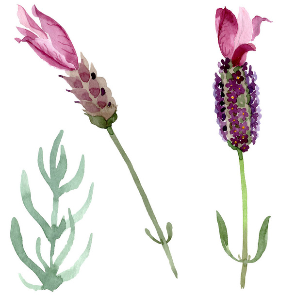 紫色のラベンダーの花の植物の花。水彩画の背景セット。絶縁ラベンダーイラスト要素. - 写真・画像