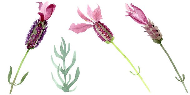 Purple lavender floral botanical flowers. Watercolor background set. Isolated lavender illustration element. - Foto, Imagem