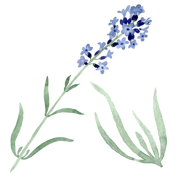 Violet lavender floral botanical flower. Watercolor background illustration set. Isolated lavender illustration element. - Zdjęcie, obraz