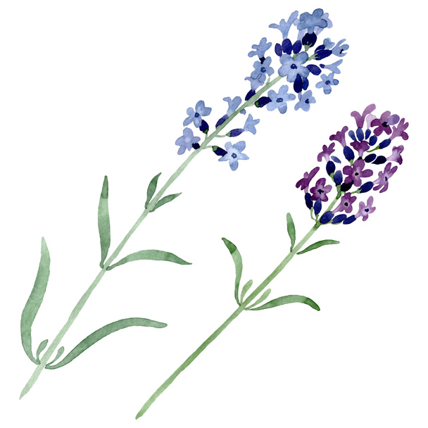 Violet lavender floral botanical flower. Watercolor background illustration set. Isolated lavender illustration element. - 写真・画像