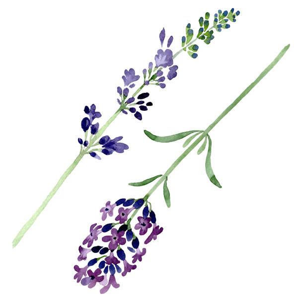 Violet lavender floral botanical flower. Watercolor background illustration set. Isolated lavender illustration element. - Foto, imagen