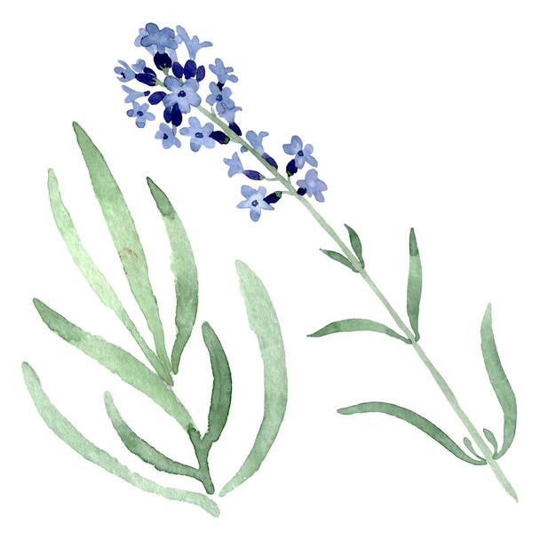 Violet lavender floral botanical flower. Watercolor background illustration set. Isolated lavender illustration element. - Foto, Bild
