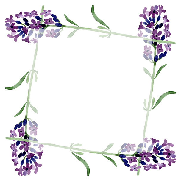 Violet lavendel bloemen botanische bloem. Aquarel achtergrond illustratie instellen. Frame rand ornament vierkant. - Foto, afbeelding