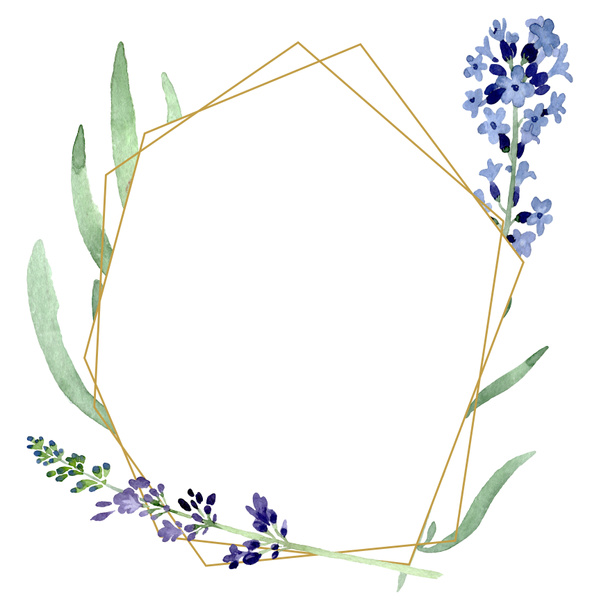 Violet lavender floral botanical flower. Watercolor background illustration set. Frame border ornament square. - Foto, immagini
