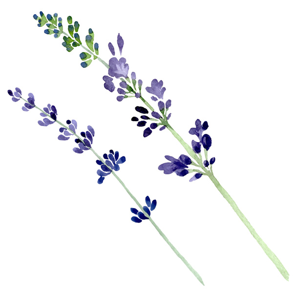 Levendula lila virágos botanikai virág. Akvarell háttér illusztráció készlet. Elszigetelt levendula ábra elem. - Fotó, kép