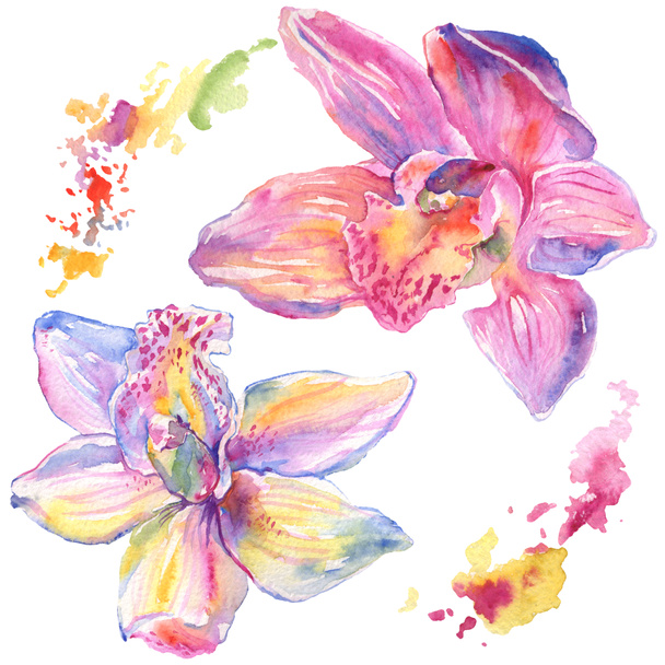 Orchid floral botanical flowers. Watercolor background illustration set. Isolated orchids illustration element. - Фото, изображение