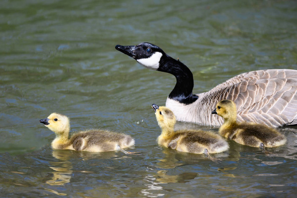 Goslings recién nacidos aprendiendo a nadar bajo el ojo atento de la madre  - Foto, Imagen