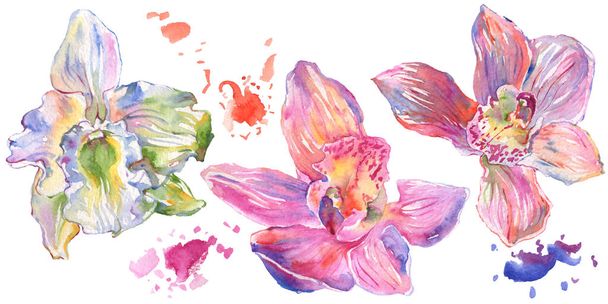 Fiori botanici floreali del Orchid. Acquerello sfondo illustrazione set. Elemento di illustrazione isolata delle orchidee
. - Foto, immagini