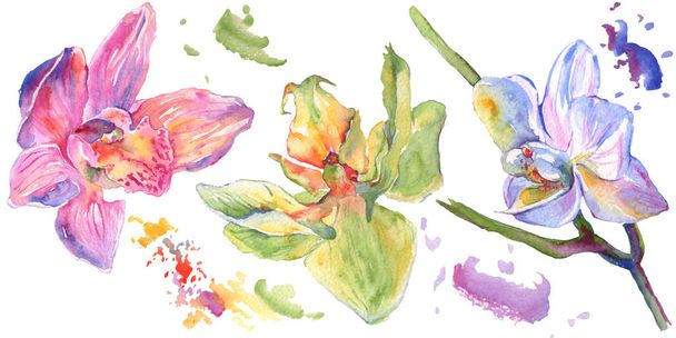 Flores botânicas florais de orquídea. Conjunto de ilustração de fundo aquarela. Elemento de ilustração isolado das orquídeas
. - Foto, Imagem