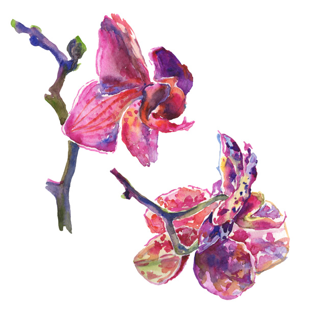 Orkidea kukka kasvitieteellinen kukkia. Vesiväri tausta kuvitussarja. Eristetty kuvion kuvituselementti
. - Valokuva, kuva