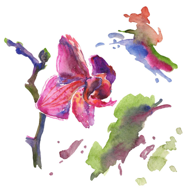 Flores botânicas florais de orquídea. Conjunto de ilustração de fundo aquarela. Elemento de ilustração de padrão isolado
. - Foto, Imagem