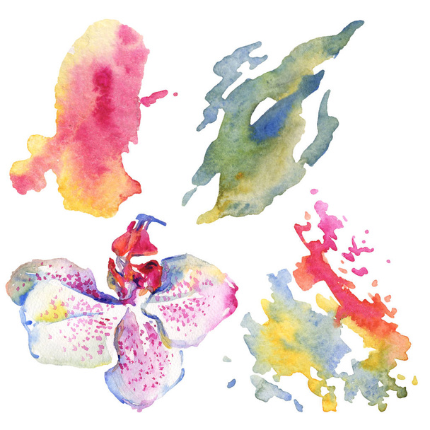 Orchid floral botanical flowers. Watercolor background illustration set. Isolated pattern illustration element. - Photo, Image
