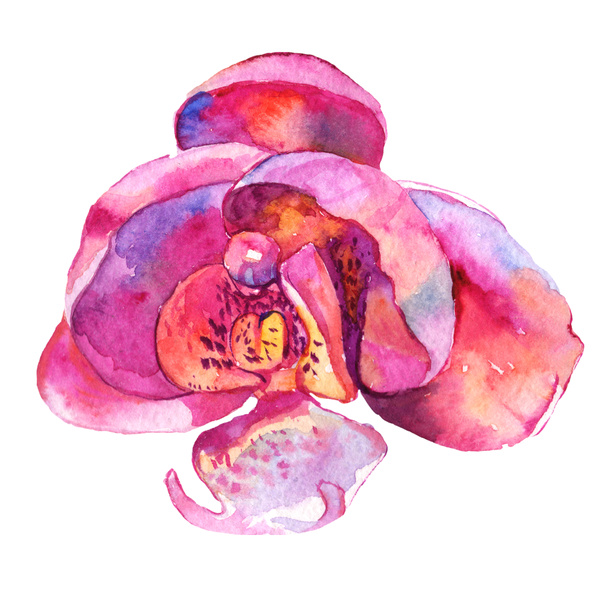 Flor botánica floral de orquídea. Conjunto de ilustración de fondo acuarela. Elemento ilustrativo de orquídeas aisladas
. - Foto, Imagen