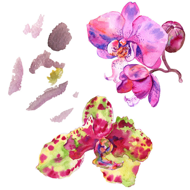 Orchidée fleur botanique florale. Ensemble d'illustration de fond aquarelle. Élément d'illustration d'orchidées isolées
. - Photo, image