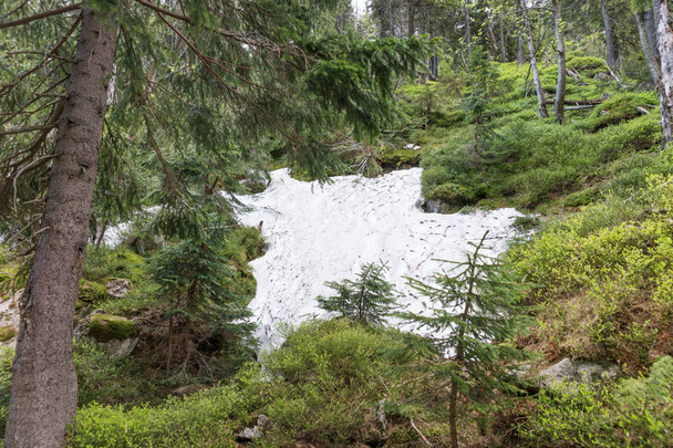 der letzte Schnee im Wald des tschechischen Riesengebirges - Foto, Bild