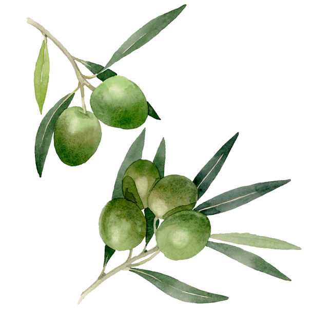 Branche d'olivier aux fruits noirs et verts. Ensemble d'illustration de fond aquarelle. Elément d'illustration olives isolées
. - Photo, image