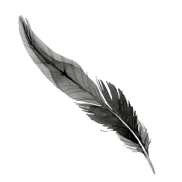 Pluma de pájaro de ala aislada. Conjunto de ilustración de fondo acuarela. Elemento ilustrativo plumas aisladas
. - Foto, Imagen