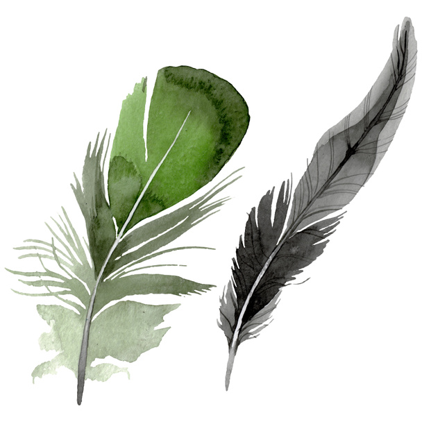 Bird feather from wing isolated. Watercolor background illustration set. Isolated feathers illustration element. - Valokuva, kuva