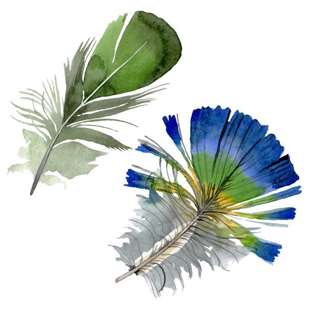 Bird feather from wing isolated. Watercolor background illustration set. Isolated feathers illustration element. - Φωτογραφία, εικόνα