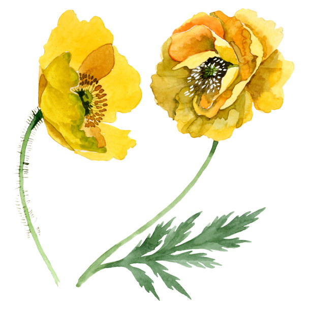 Gele Poppy Floral botanische bloemen. Aquarel achtergrond illustratie instellen. Geïsoleerde papavers illustratie element. - Foto, afbeelding