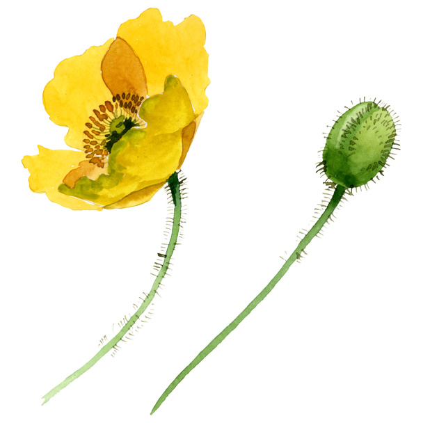 Flores botânicas florais de papoula amarela. Conjunto de ilustração de fundo aquarela. Isolado papoilas ilustração elemento
. - Foto, Imagem