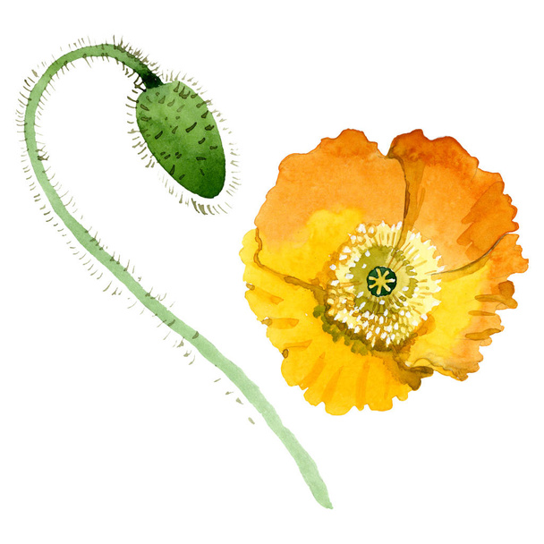 Yellow poppy floral botanical flowers. Watercolor background illustration set. Isolated poppies illustration element. - Фото, изображение