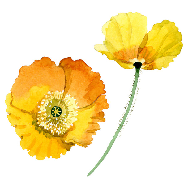 Yellow poppy floral botanical flowers. Watercolor background illustration set. Isolated poppies illustration element. - Photo, Image