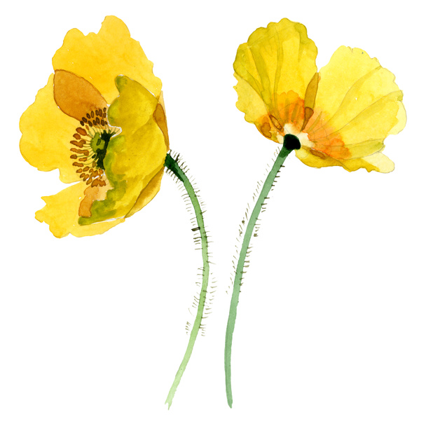 Botanische Blüten des gelben Mohns. Aquarell Hintergrundillustration Set. isolierte Mohnblumen Illustrationselement. - Foto, Bild