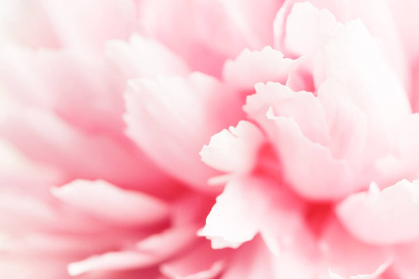 Detailní pohled na růžový Pivoňka květ. - Fotografie, Obrázek