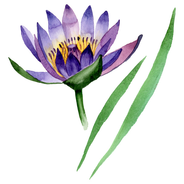 Blue lotus floral botanical flowers. Watercolor background illustration set. Isolated nelumbo illustration element. - Фото, изображение