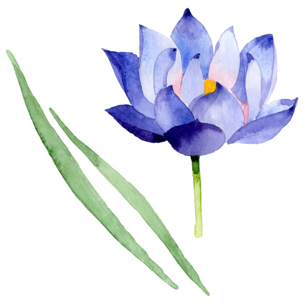 Blue lotus floral botanical flowers. Watercolor background illustration set. Isolated nelumbo illustration element. - Foto, afbeelding