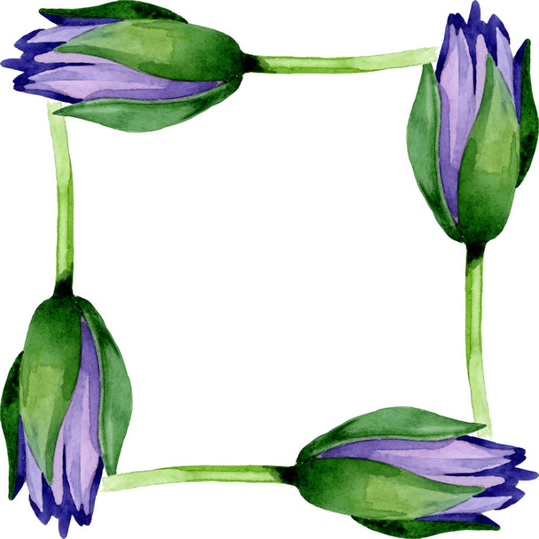 青蓮の花の植物の花。●水彩背景イラストセット。フレームボーダーオーナメント正方形. - 写真・画像