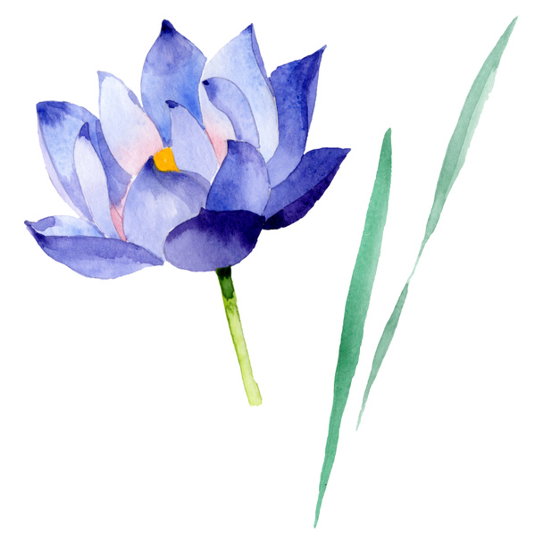 Blue lotus floral botanical flowers. Watercolor background illustration set. Isolated nelumbo illustration element. - Valokuva, kuva