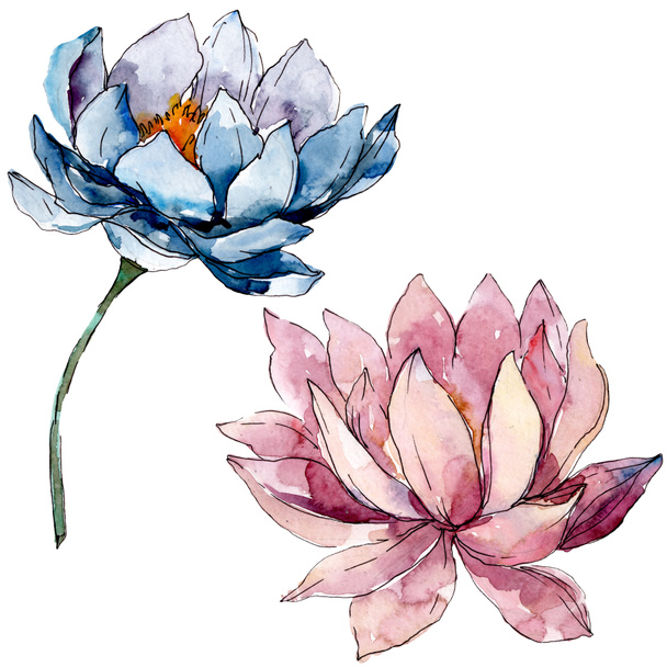 Lotus floral botanical flowers. background illustration set. Isolated nelumbo illustration element. - Fotoğraf, Görsel