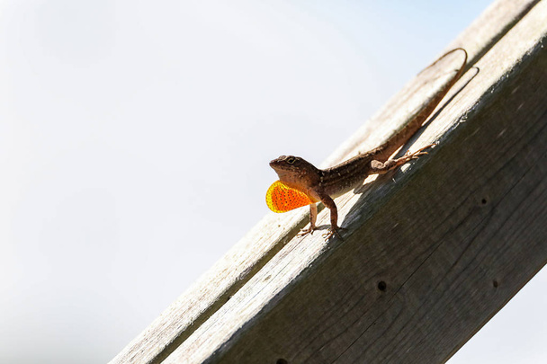 Браун Аноле ящірка Аноліс сагреі з червоним помаранчевим підвісу - Фото, зображення