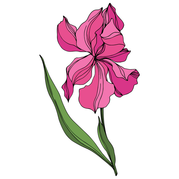 Το διάνυσμα Ιρινικά λουλούδια λουλουδιών. Ροζ και πράσινο χαραγμένο μελάνι τέχνης. Απομονωμένο στοιχείο απεικόνισης ίριδες. - Διάνυσμα, εικόνα