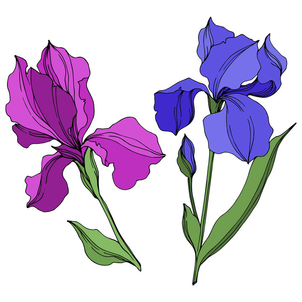 Vector Irises floral botanical flowers. Blue and purple engraved ink art. Isolated irises illustration element. - Διάνυσμα, εικόνα