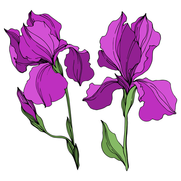 Векторні Іриси квіткові ботанічні квіти. Фіолетове та зелене гравірування чорнила. Ізольовані іриси елемент ілюстрації
. - Вектор, зображення
