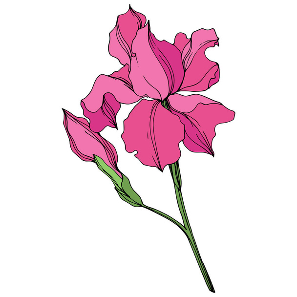 Vector Irises floral botanical flowers. Pink and green engraved ink art. Isolated irises illustration element. - Vecteur, image