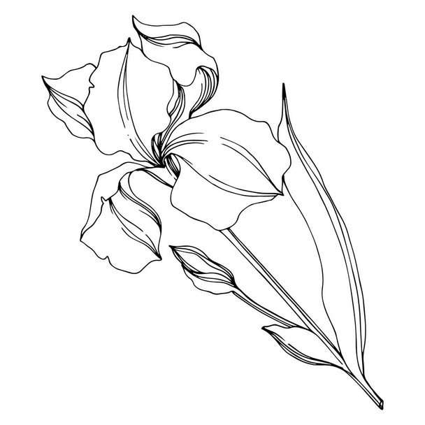 Vector Irises flores botánicas florales. Tinta grabada en blanco y negro. Elemento ilustrativo de iris aislado
. - Vector, Imagen
