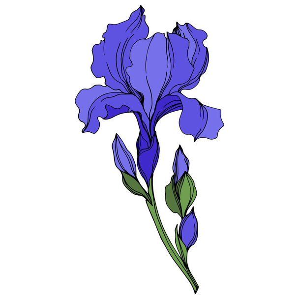 Το διάνυσμα Ιρινικά λουλούδια λουλουδιών. Μπλε και πράσινο χαραγμένο μελάνι τέχνης. Απομονωμένο στοιχείο απεικόνισης ίριδες. - Διάνυσμα, εικόνα