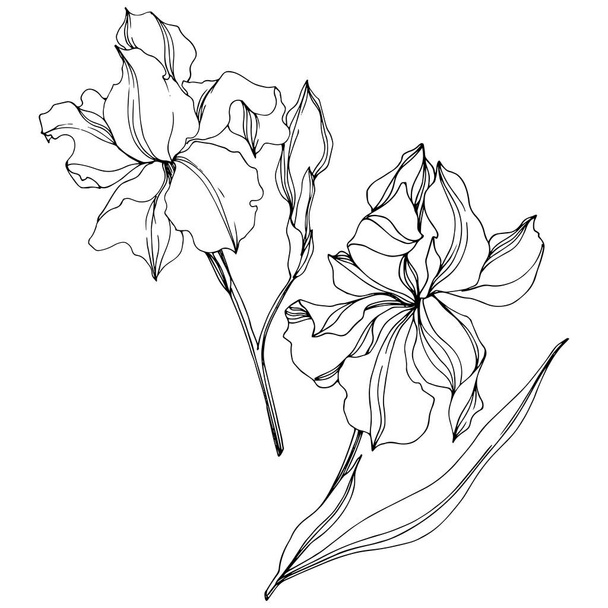Vector Irises floral botanical flowers. Black and white engraved ink art. Isolated irises illustration element. - Vector, Image