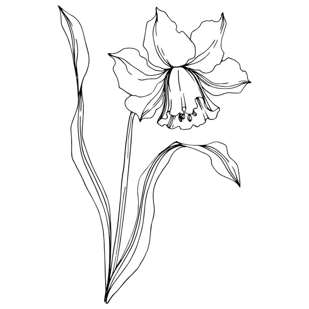 Vektor Narzisse florale botanische Blume. Schwarz-weiß gestochene Tuschekunst. Einzelnes Narziss-Illustrationselement. - Vektor, Bild